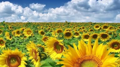  Floarea-soarelui urcă cu 35%, revenind la prețurile din 2023