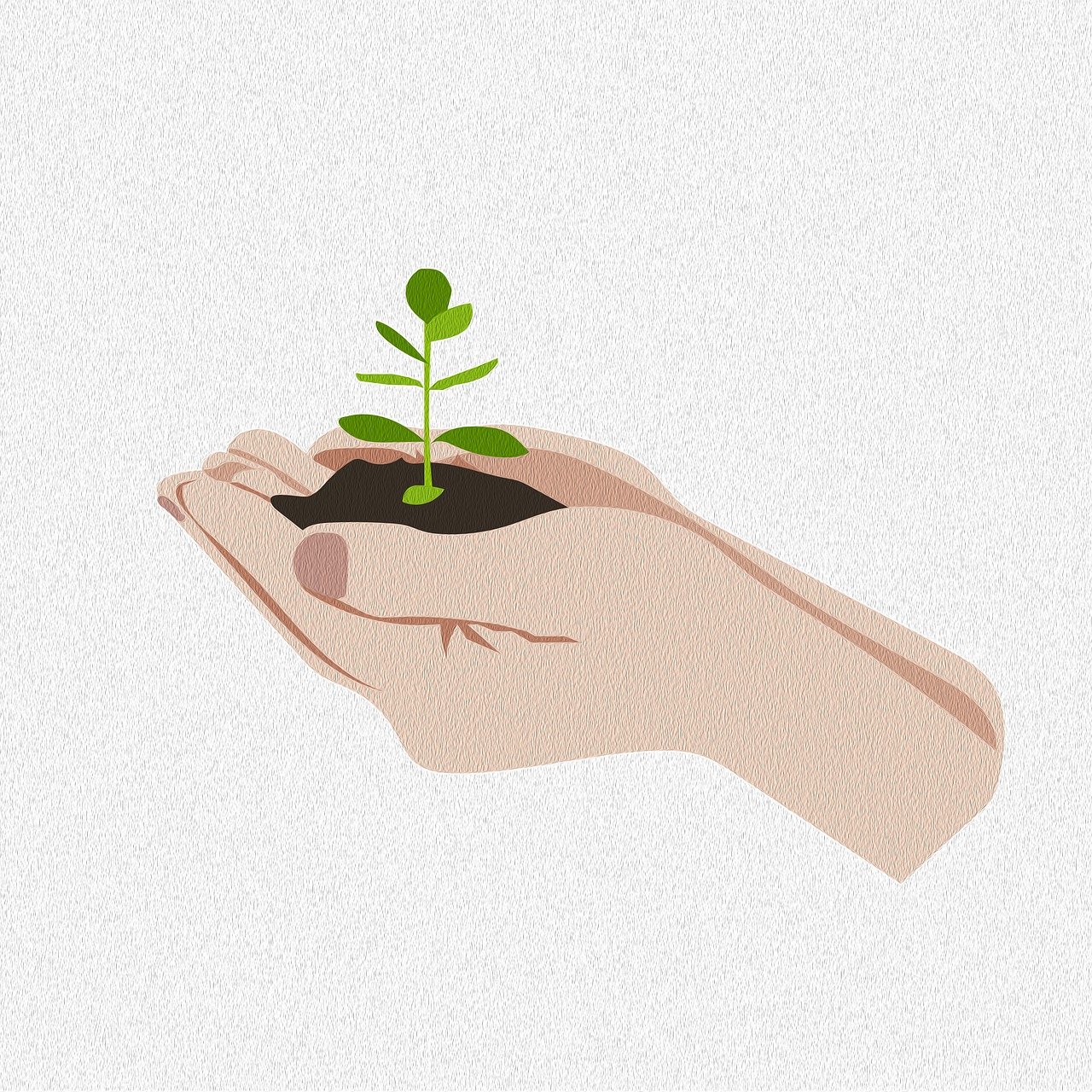 Semințe plante pentru decor și semințe roșii pentru gust – ambele la îndemâna ta